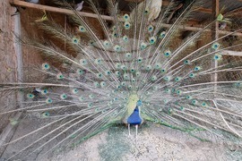 Лесковец - зоокът - животни