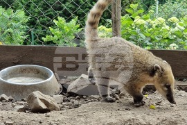 Лесковец - зоокът - животни