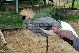 Лесковец - зоокът - животни