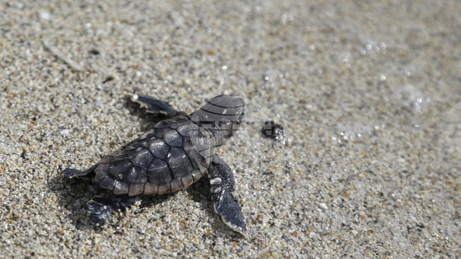 Учени разгадаха как костенурките разчитат магнитната си карта