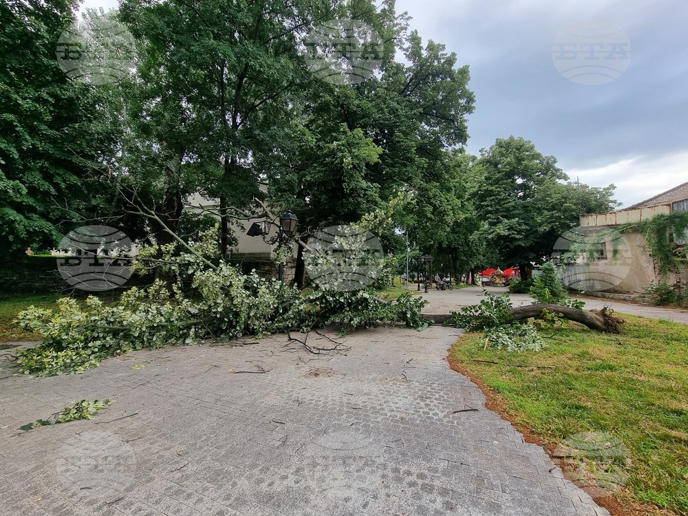 Пожарникари са участвали в отстраняването на три дървета след валежите във Видинско снощи