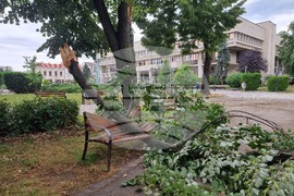 Видин - буря - паднали дървета и клони