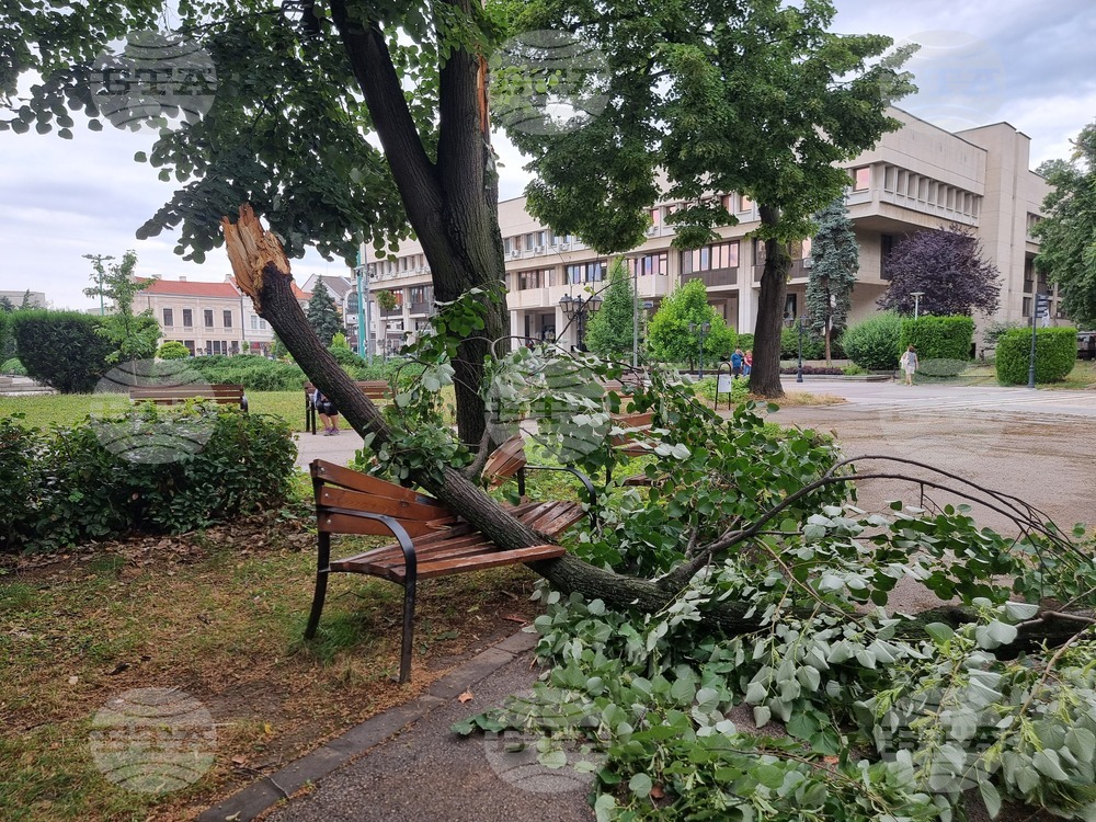 Видин - буря - паднали дървета и клони