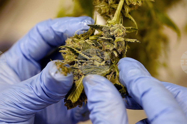 Турският парламент одобри продажбата на медицински канабис в аптеките 