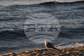 Село Шкорпиловци - Джулай морнинг