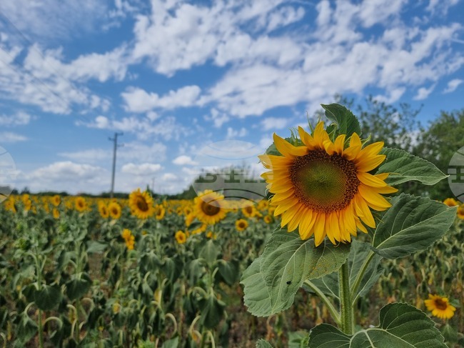 От 1 май започва дейността по охраната на селскостопанската продукция в сливенските села