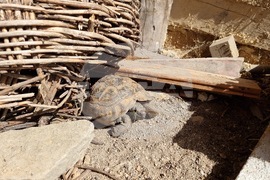 Разлог - музей - летни занимания