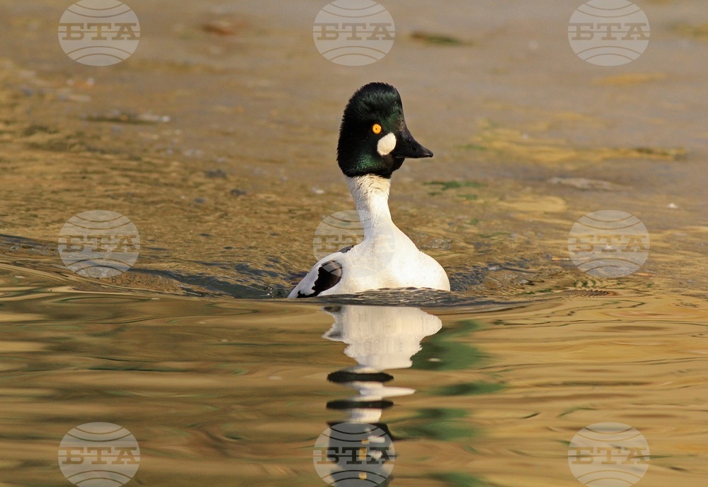 Common Goldeneye Found Nesting in Bulgaria for First Time Ever