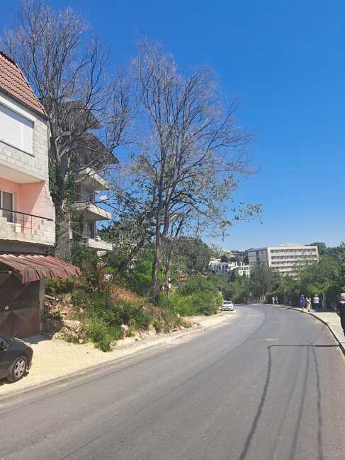 Община Варна: След среща с граждани в КК „Ален мак“, кметът на Варна разпореди премахване на опасно дърво на ул. „Петър Попов“ 