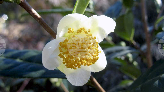 Откритие, свързано с растенията, може да доведе до нови начини за производство на лекарства