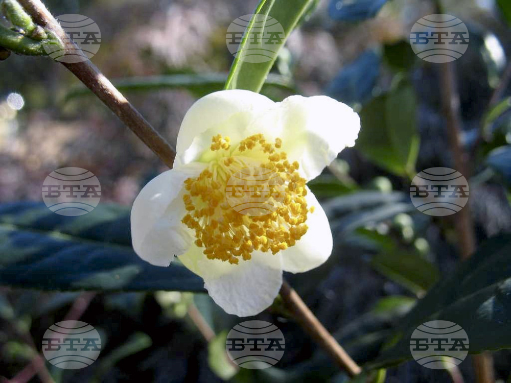 Откритие, свързано с растенията, може да доведе до нови начини за производство на лекарства