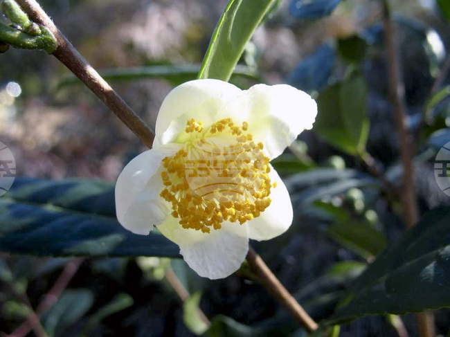 Откритие, свързано с растенията, може да доведе до нови начини за производство на лекарства