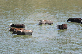 Завет - летни горещини - животни
