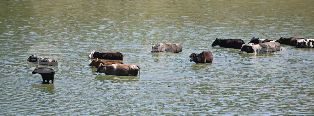 Завет - летни горещини - животни