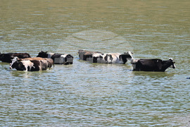 Завет - летни горещини - животни