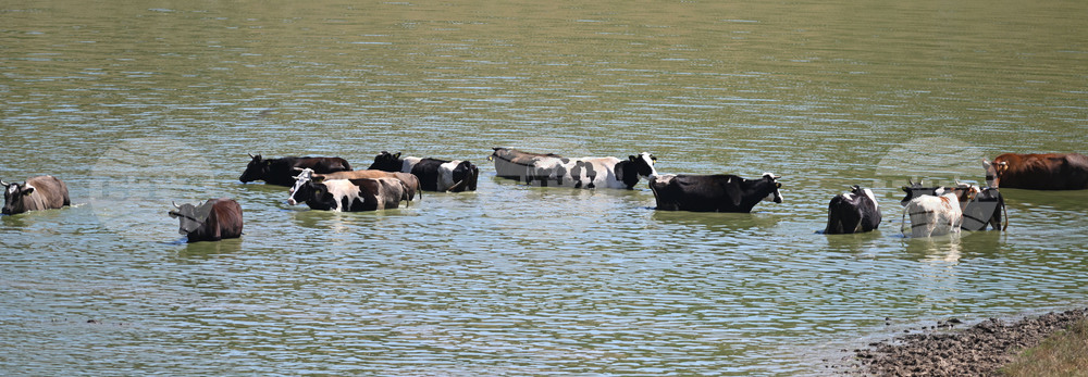 Завет - летни горещини - животни