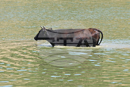 Завет - летни горещини - животни