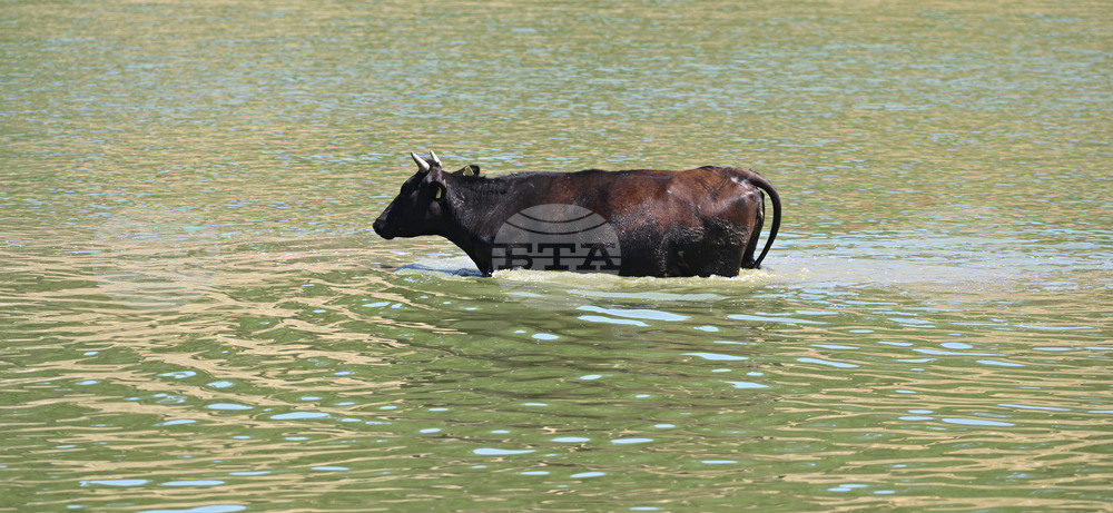 Завет - летни горещини - животни