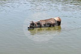 Завет - летни горещини - животни