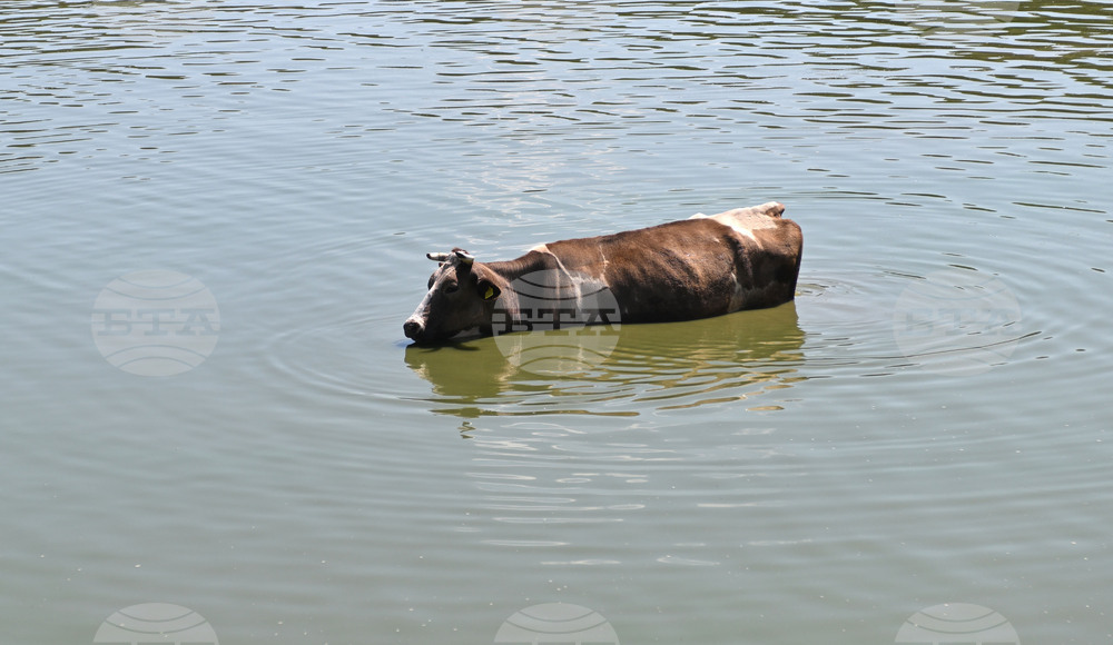 Завет - летни горещини - животни