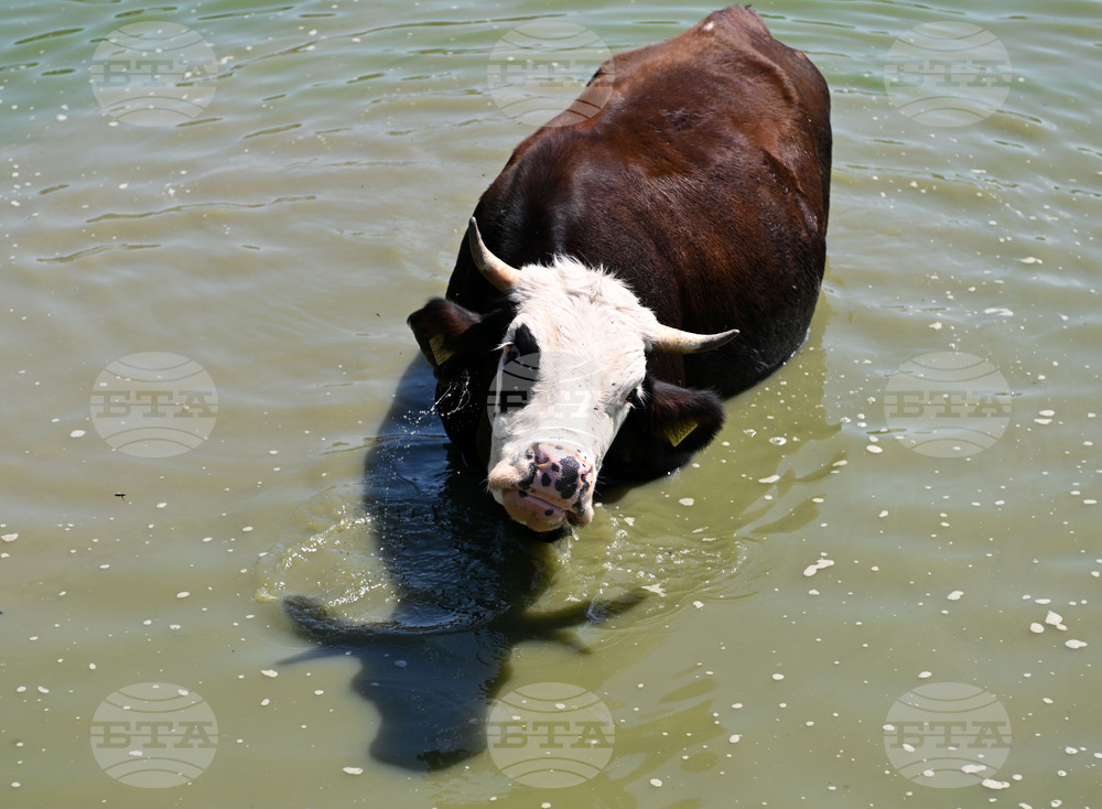 Завет - летни горещини - животни