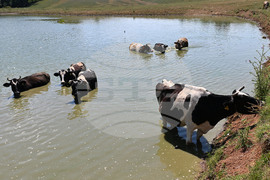 Завет - летни горещини - животни