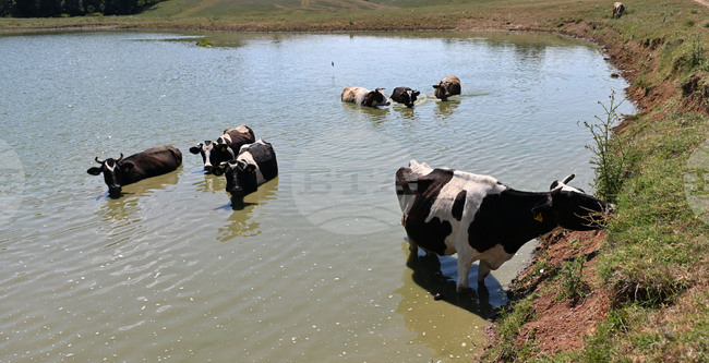  Завет - летни горещини - животни