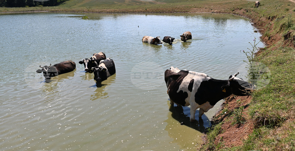 Завет - летни горещини - животни