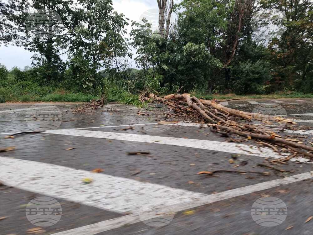 Русе - буря - пътно платно - паднали клони