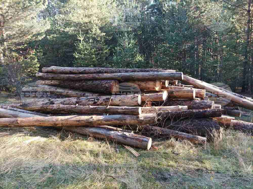 ЮЗДП извършва проверки по нарушения с дървесина в община Якоруда