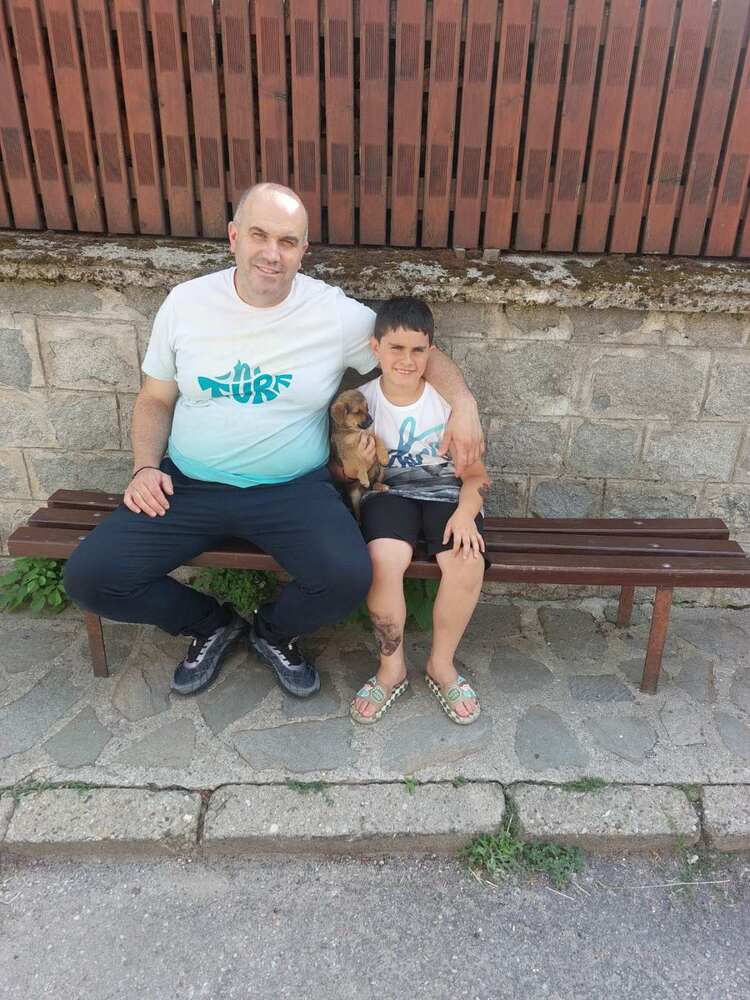 Община Банско: Кампания за осиновяване на безстопанствени кучета