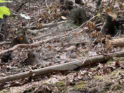 Снимка: Изпълнителна агенция по горите 