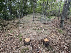 Снимка: Изпълнителна агенция по горите 