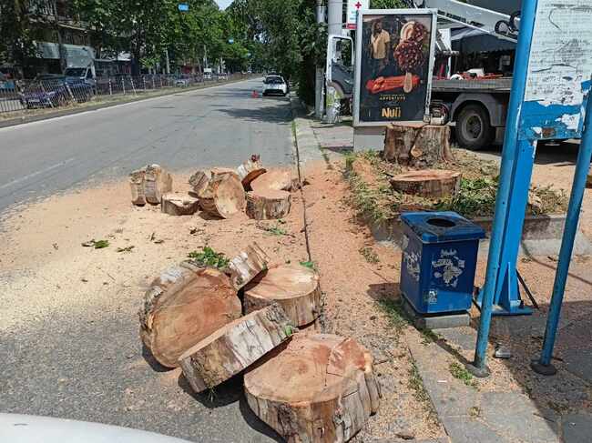 Община Плевен продължава премахването на опасна растителност