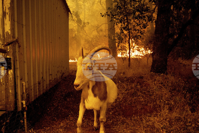 Доброволци се борят за живота на пострадали в пожарите в Албания домашни животни