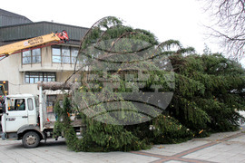 Разград - Коледна елха