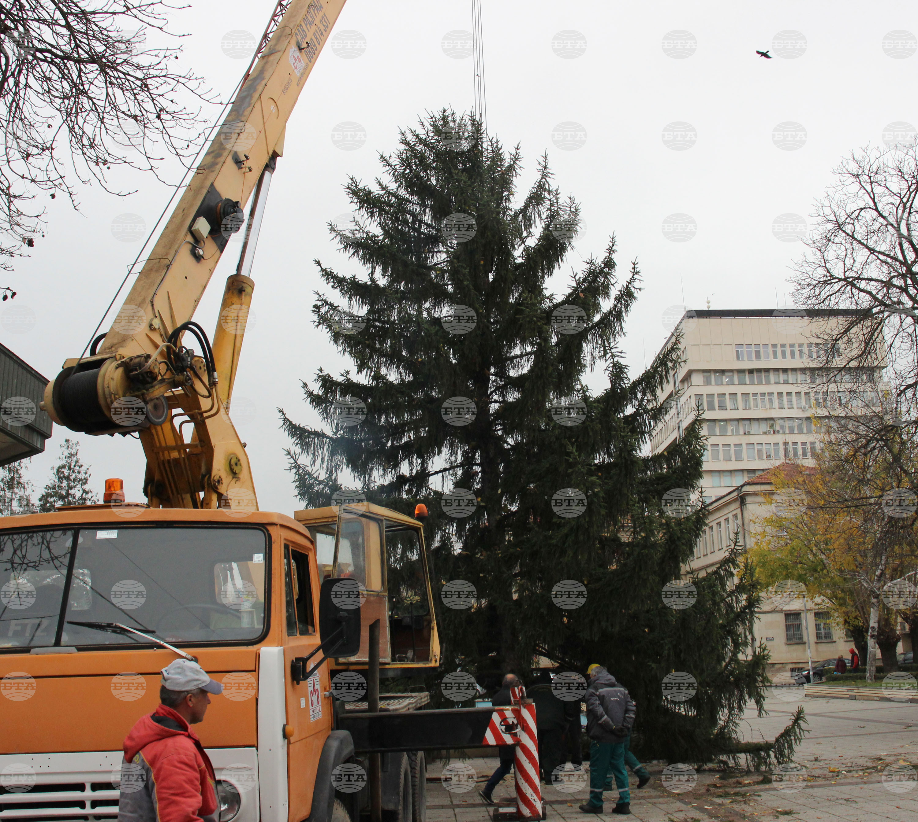 Разград - Коледна елха