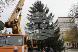 Разград - Коледна елха