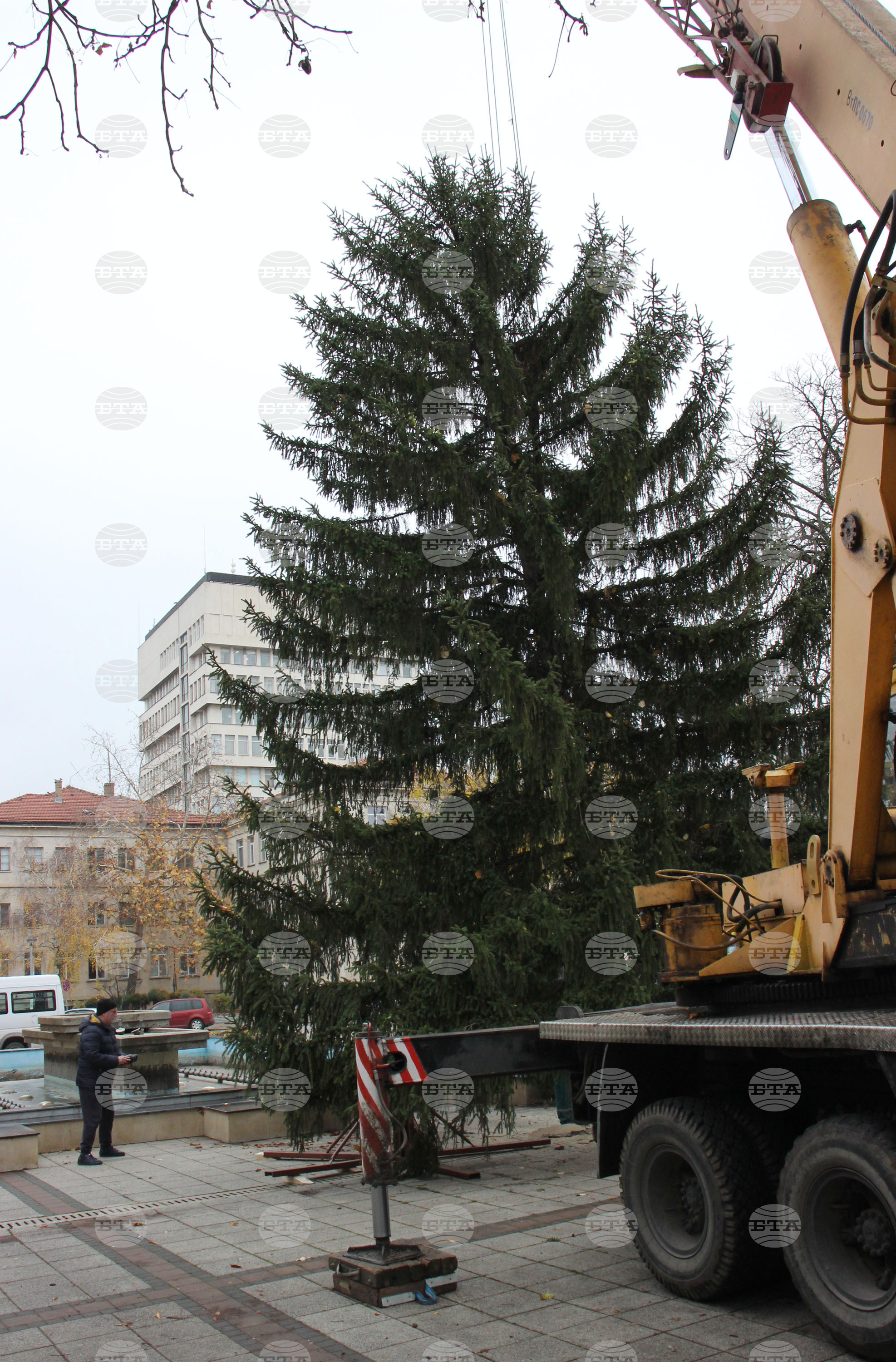 Разград - Коледна елха