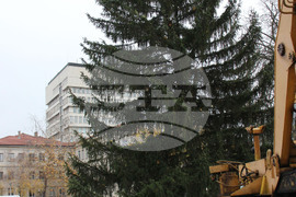 Разград - Коледна елха