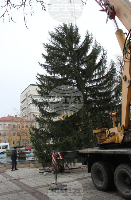 Разград - Коледна елха
