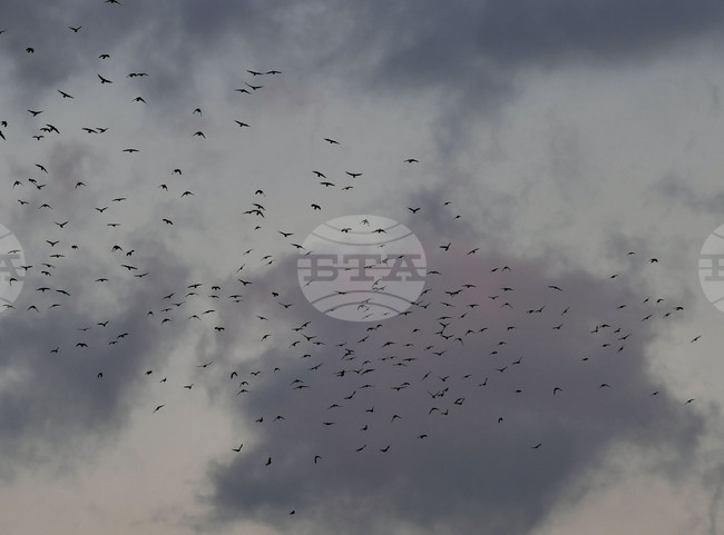 Исперих - птици