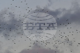 Исперих - птици