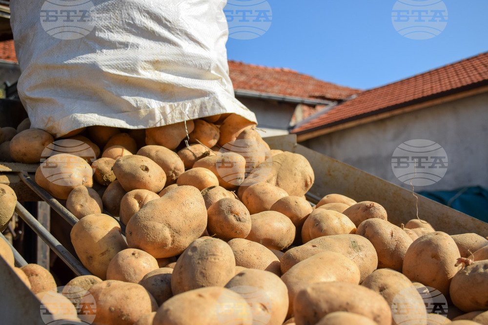 Село Огняново - земеделци - картофи