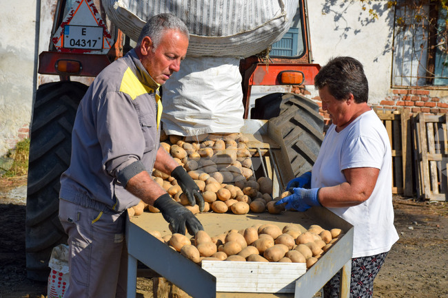 Село Огняново - земеделци - картофи