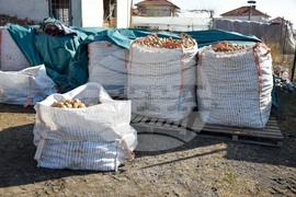 Село Огняново - земеделци - картофи