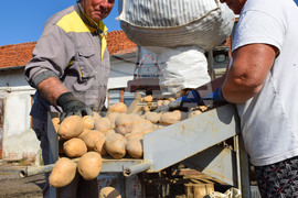 Село Огняново - земеделци - картофи