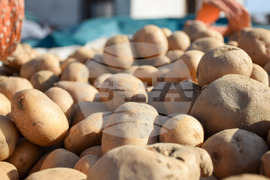 Село Огняново - земеделци - картофи