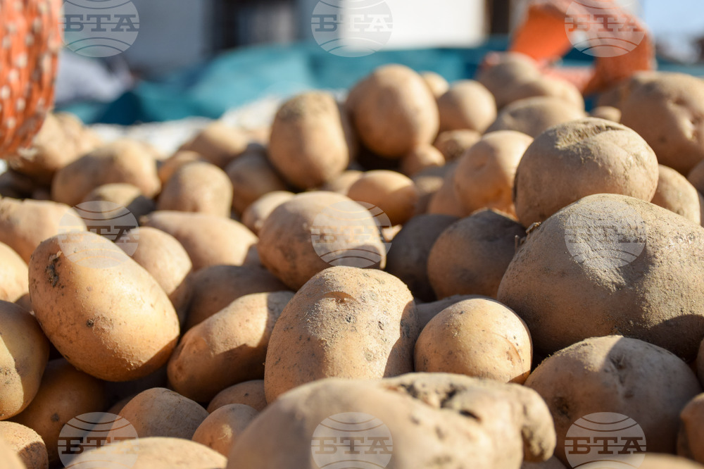 Село Огняново - земеделци - картофи