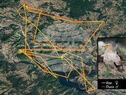 Снимка: Българско дружество за защита на птиците 